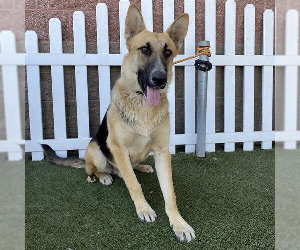 Medium Photo #1 German Shepherd Dog Puppy For Sale in Modesto, CA, USA