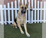 Small German Shepherd Dog