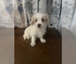 Small #11 Morkie
