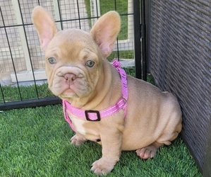 French Bulldog Puppy for sale in LAS VEGAS, NV, USA