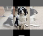 Small Border-Aussie