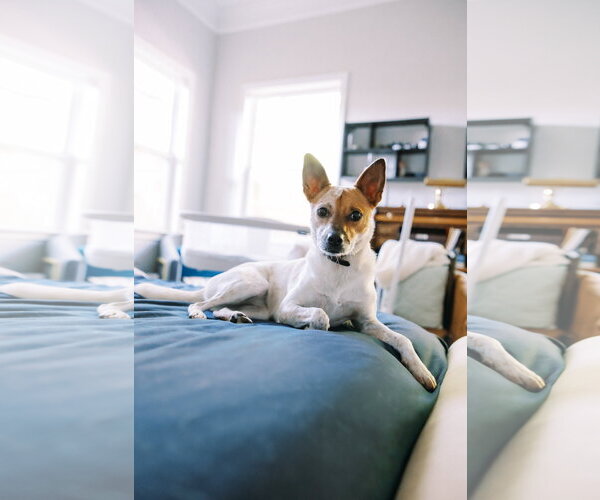 Medium Photo #2 Mutt Puppy For Sale in Decatur, GA, USA