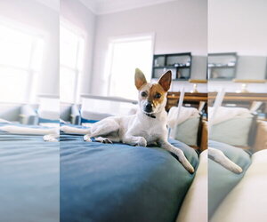 Maki-Ato - Female Mutt Dog for Adoption - Photo #2