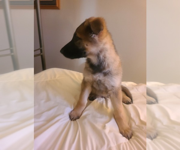 Medium Photo #3 German Shepherd Dog Puppy For Sale in MONTREAL, MO, USA