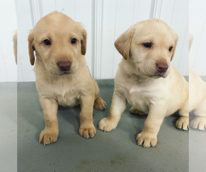 Labrador Retriever Puppy for sale in ELWOOD, IN, USA