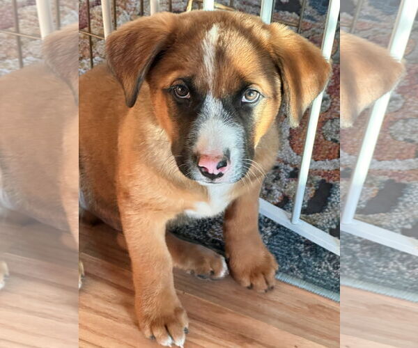 Medium Photo #6 Mutt Puppy For Sale in Laramie, WY, USA