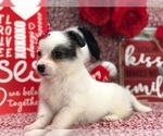 Small Photo #3 Pomsky-Poodle (Toy) Mix Puppy For Sale in CLAY, PA, USA