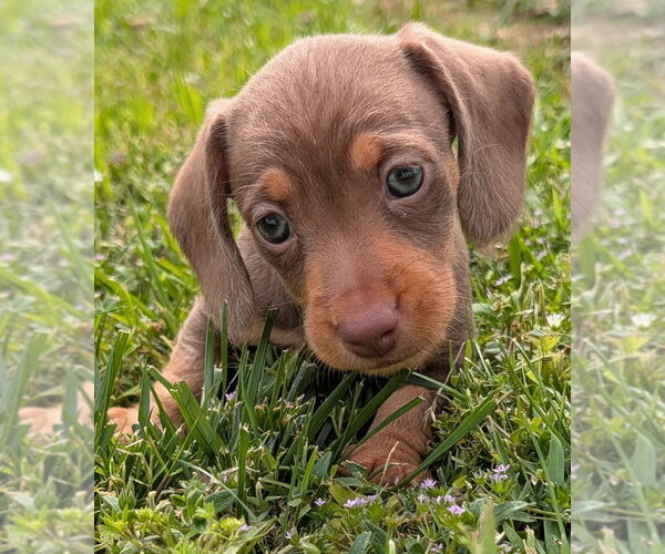 Medium Photo #6 Dachshund Puppy For Sale in Shelbyville, TN, USA