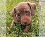 Small #5 Dachshund