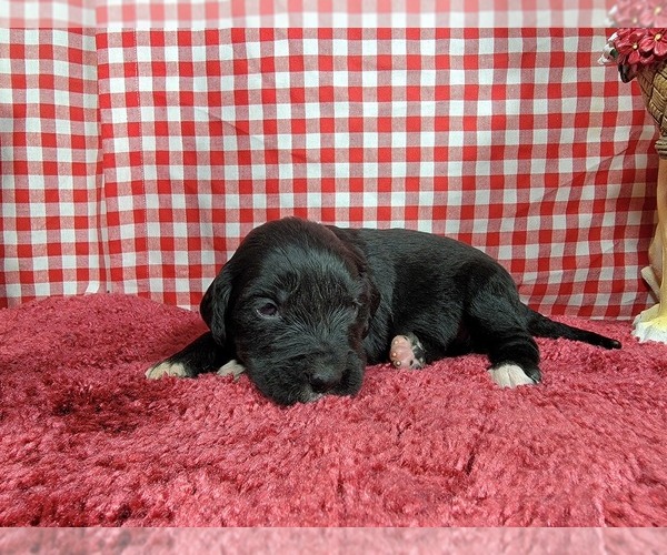 Medium Photo #65 Golden Mountain Dog Puppy For Sale in BLACK FOREST, CO, USA
