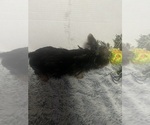 Small #1 Yorkshire Terrier