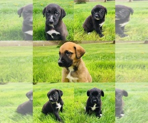 German Shepherd Dog-Great Dane Mix Puppy for sale in CALEDONIA, OH, USA