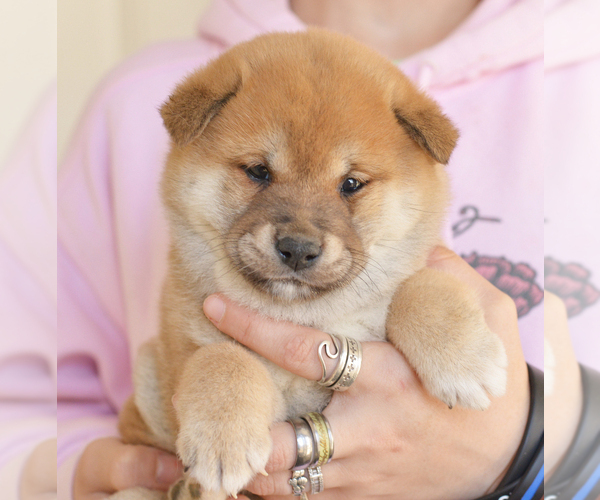 Medium Photo #3 Shiba Inu Puppy For Sale in Neosho, MO, USA