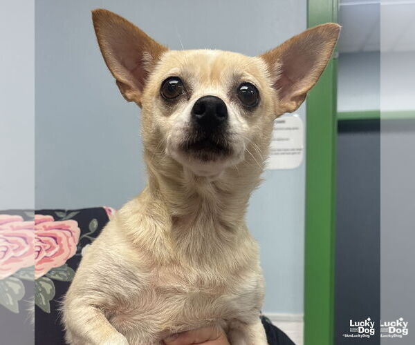 Medium Photo #2 Chihuahua-Unknown Mix Puppy For Sale in Washington, DC, USA