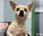 Small #1 Chihuahua Mix