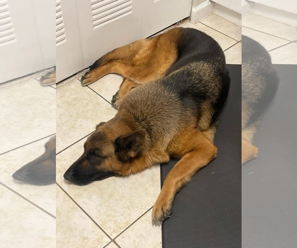 Medium Photo #7 German Shepherd Dog Puppy For Sale in Plantation, FL, USA