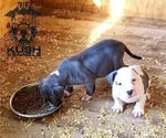 Small Photo #13 American Bully Puppy For Sale in YORK, PA, USA
