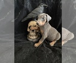 Puppy Puppy 7 Doberman Pinscher