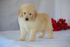 Puppy 3 Goldendoodle (Miniature)