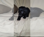 Small #5 Aussiedoodle