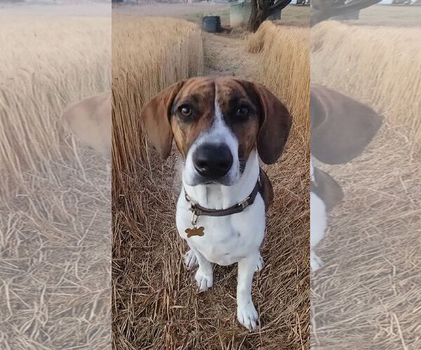 Medium Photo #1 Beagle Walker Coonhound Puppy For Sale in Apple Valley, CA, USA