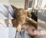 Small #1 American Pit Bull Terrier-Labrador Retriever Mix