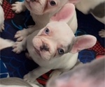 Puppy Puppy 6 French Bulldog