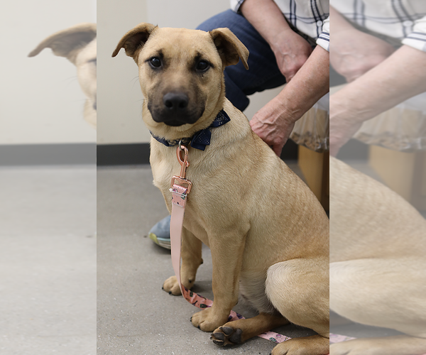 Medium Photo #7 Mutt Puppy For Sale in Decatur, GA, USA