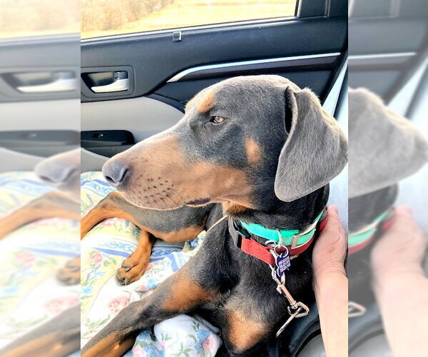 Medium Photo #3  Puppy For Sale in , 
