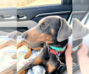 Doberman Pinscher Dogs for adoption in Omaha, NE, USA