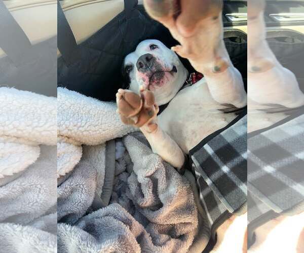 Medium Photo #2 American Staffordshire Terrier Puppy For Sale in Spring Lake, NJ, USA