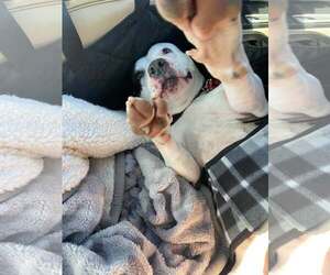 Cookie - Female American Staffordshire Terrier Dog for Adoption - Photo #2