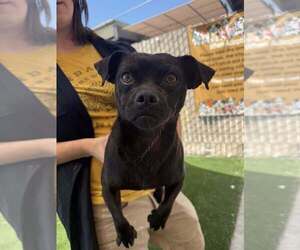 Pug-Unknown Mix Dogs for adoption in Calgary, Alberta, Canada