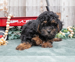 Small Photo #21 Poodle (Toy) Puppy For Sale in HOWE, IN, USA