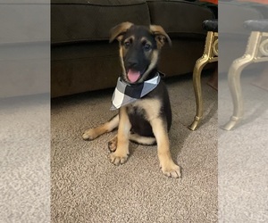 German Shepherd Dog Puppy for sale in FT LAUDERDALE, FL, USA