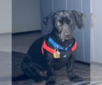 Small #1 Dachshund Mix