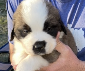 Saint Bernard Puppy for sale in OWINGSVILLE, KY, USA