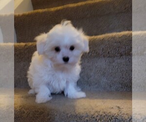 Maltese Puppy for sale in LOVELAND, OH, USA
