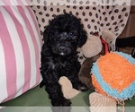 Small Photo #56 Australian Labradoodle Puppy For Sale in W FIELD, NC, USA