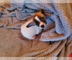 Small #6 Boston Terrier-Jack Russell Terrier Mix