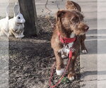 Small Mutt