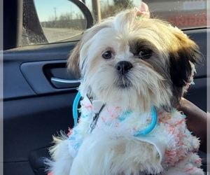 Shih Tzu Puppy for sale in FLORISSANT, MO, USA