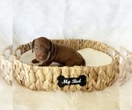 Small #1 Dachshund