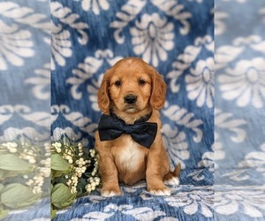 Golden Cavalier Puppy for sale in KIRKWOOD, PA, USA