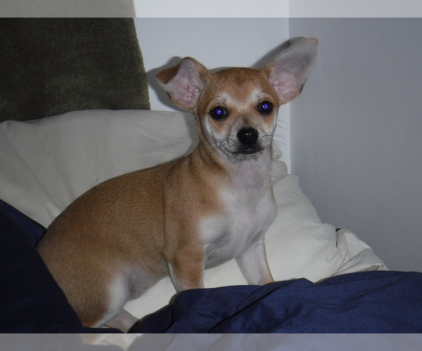 View Ad Chihuahua Litter of Puppies for Sale near