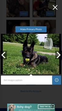 Medium Photo #3 German Shepherd Dog Puppy For Sale in BARTLETTSVILLE, IN, USA