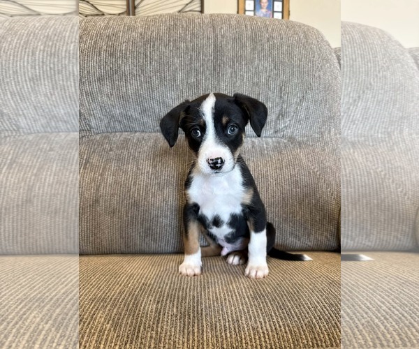 Medium Photo #4 Australian Shepherd-Unknown Mix Puppy For Sale in Plainfield, IL, USA