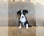 Small #3 Australian Shepherd Mix