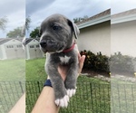 Small Photo #27 Cane Corso Puppy For Sale in ROYAL PALM BEACH, FL, USA