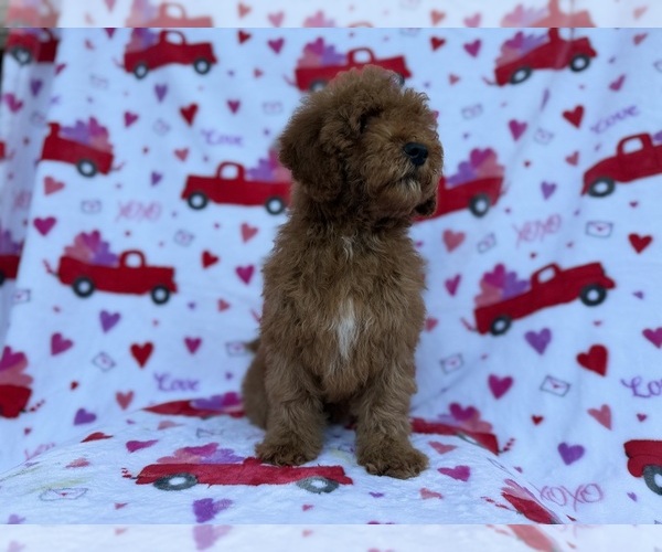Medium Photo #8 Cock-A-Poo Puppy For Sale in LAKELAND, FL, USA